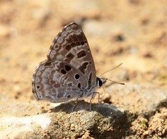 Niphanda asialis