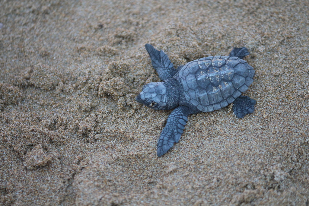 アカウミガメ
