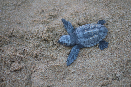 Loggerhead Sea Turtle