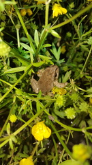 Pseudacris streckeri