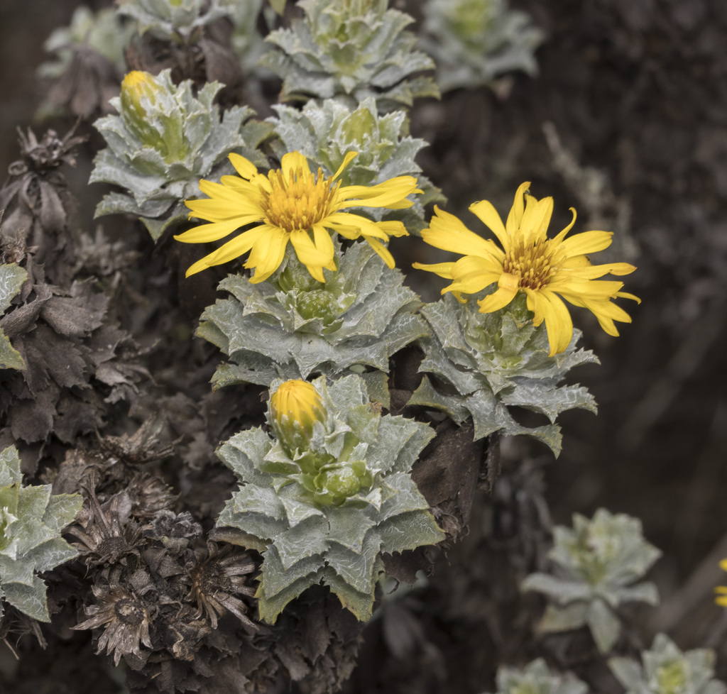 Haplopappus