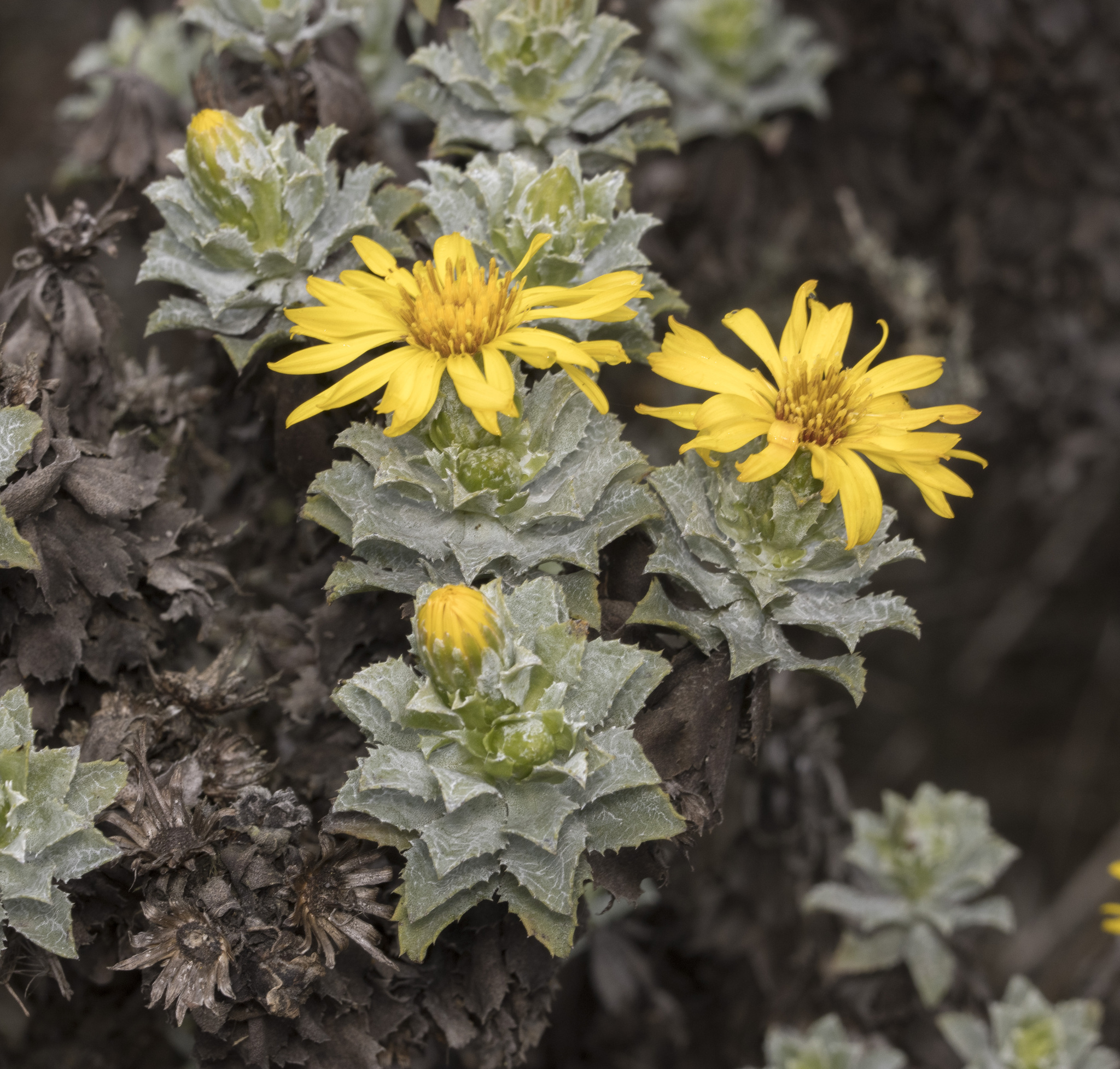 Haplopappus foliosus