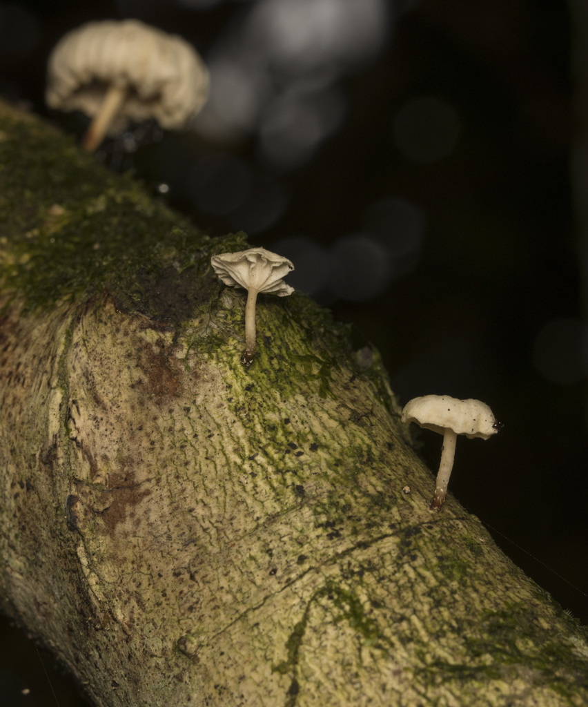 Marasmiellus alliiodorus · March 2024 · photo: © sur_endemico (iNaturalist, cc-by-nc)