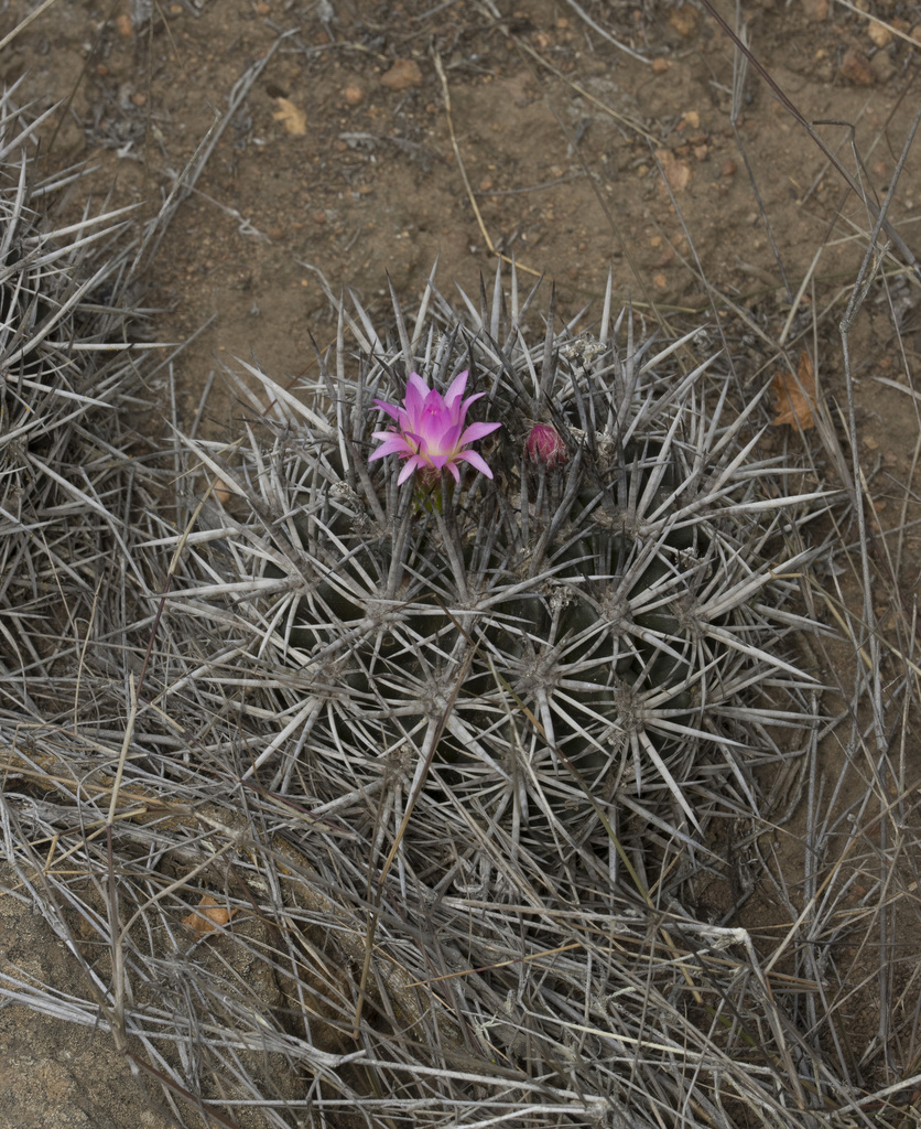 Eriosyce nigrihorrida, Limarí, Coquimbo, Chile