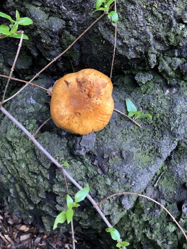 iNaturalist observation photo of Gymnopilus aurantiophyllus