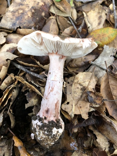 iNaturalist observation photo of Blushing Bride Amanita