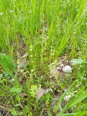Cruciata pedemontana