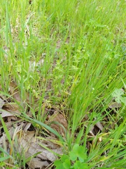 Cruciata pedemontana