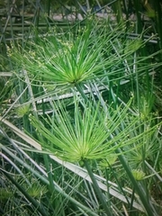 Cyperus prolifer