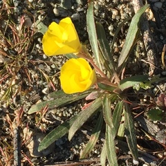 Camissoniopsis pallida