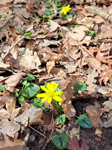 Lesser celandine