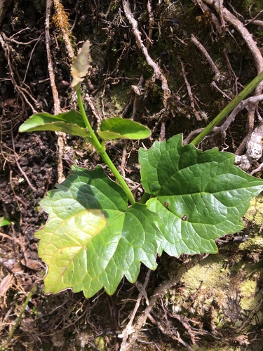 Mikania pachyphylla