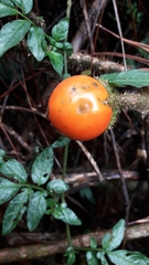 Solanum aturense
