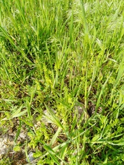 Cruciata pedemontana