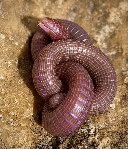 Central Iberian Worm Lizard