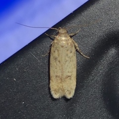 Gelechiini