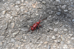 Dicelosternus corallinus