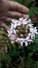 Epidendrum arachnoglossum