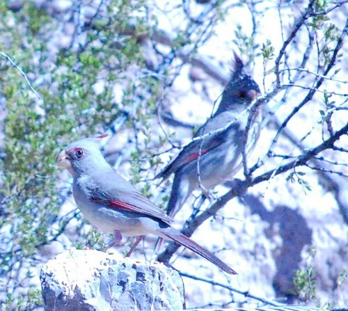 Pyrrhuloxia photographed in New Mexico