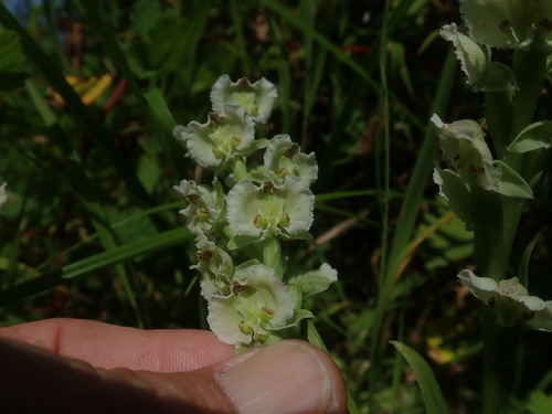 Image of Pterygodium hastatum by no rights reserved