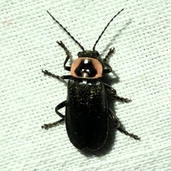 Atalantycha neglecta