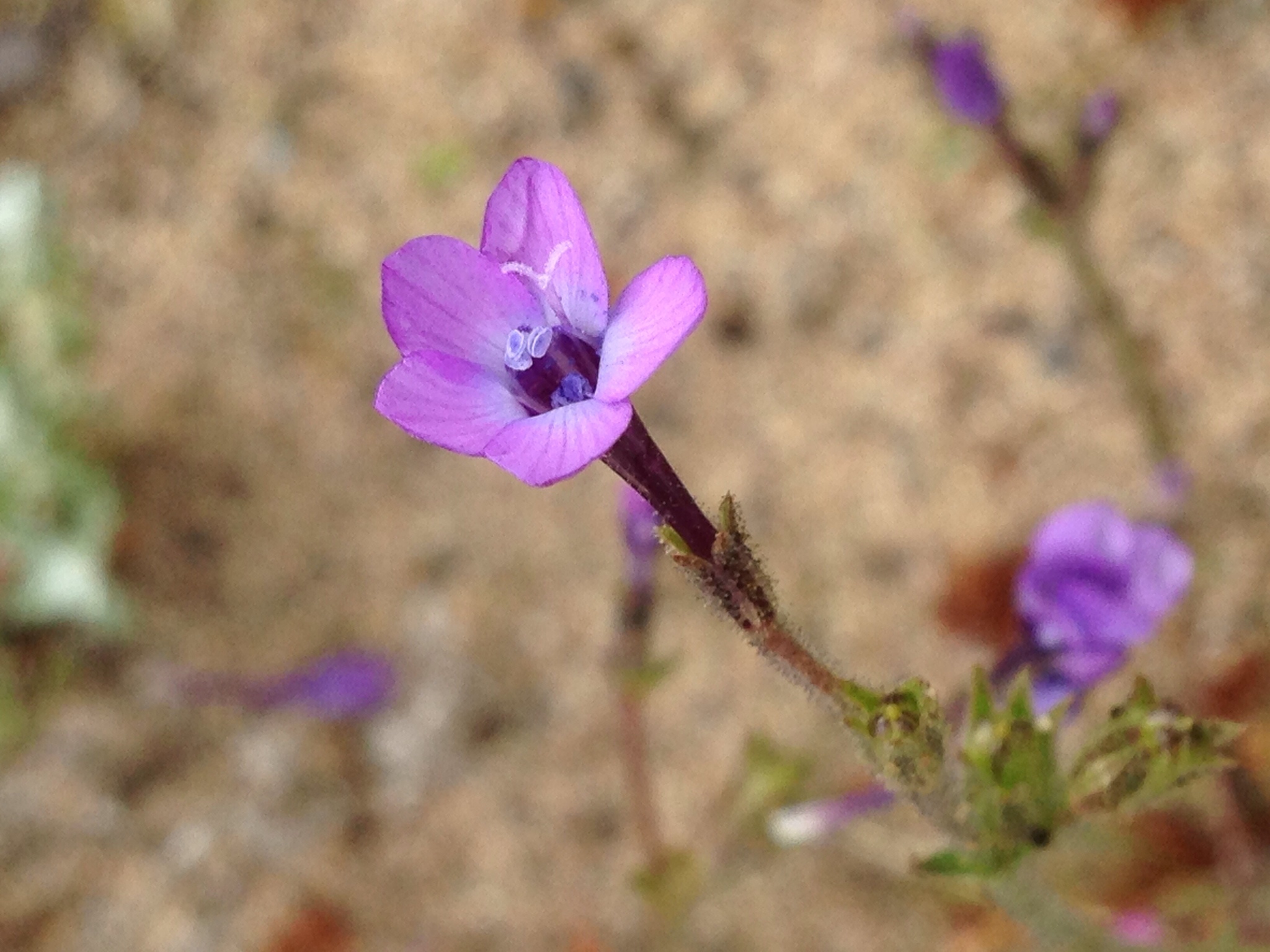 Gilia tenuiflora ssp. arenaria