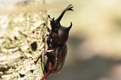 Trypoxylus dichotomus tsunobosonis