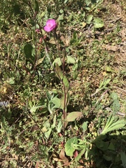 Oenothera rosea