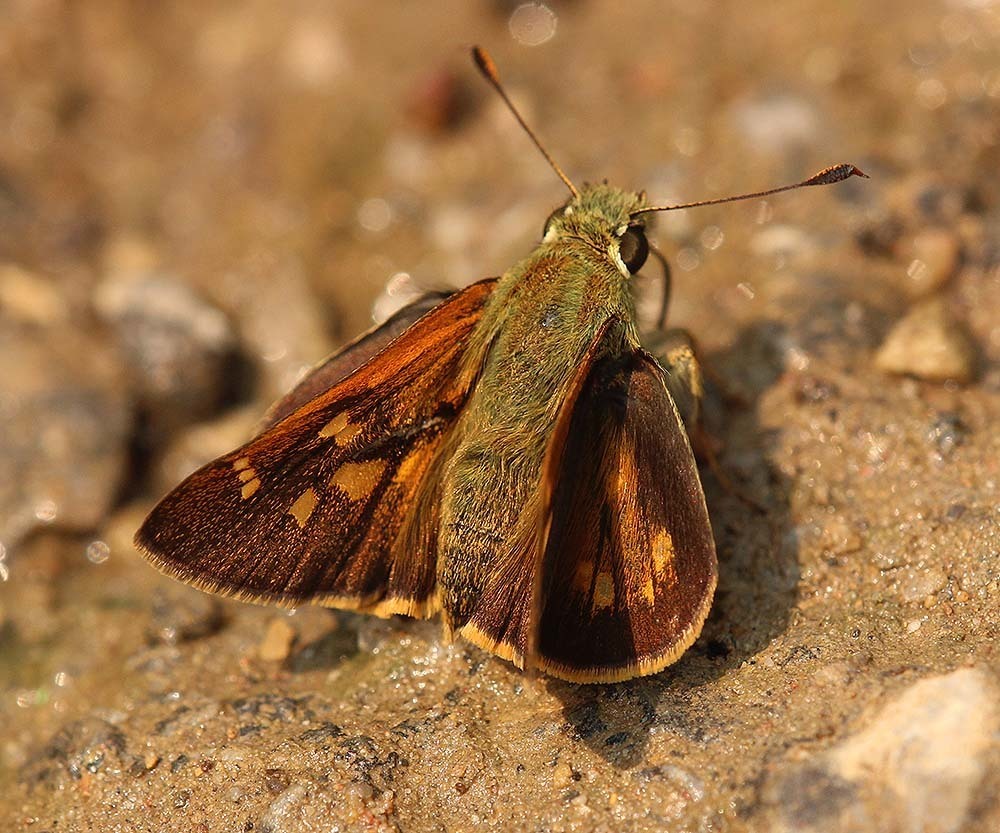 Himalayan Forest Darter