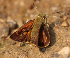 Ochlodes brahma
