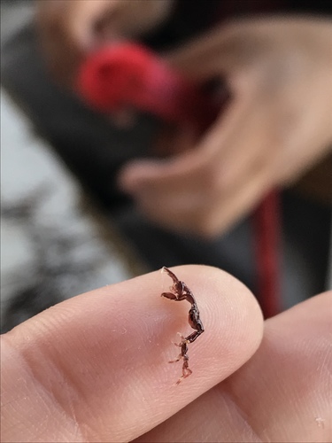 Caprella equilibra observed 2019-04-22