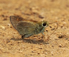 Ochlodes brahma