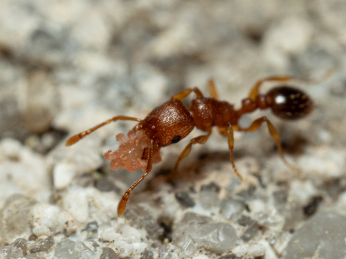 Tetramorium caldariumTetramorium caldarium