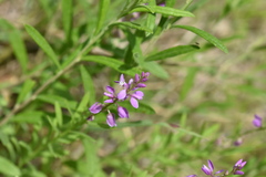 Polygala polygama