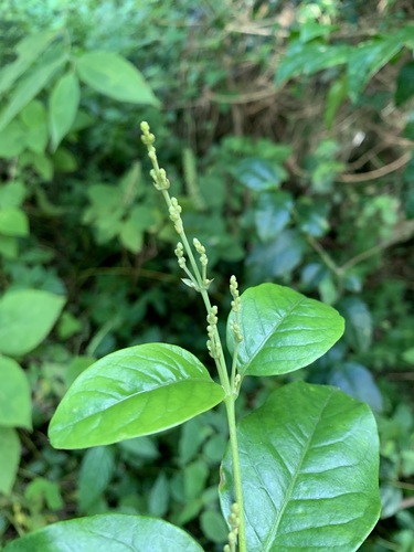 Tropical bloodleaf (Pedersenia argentata)