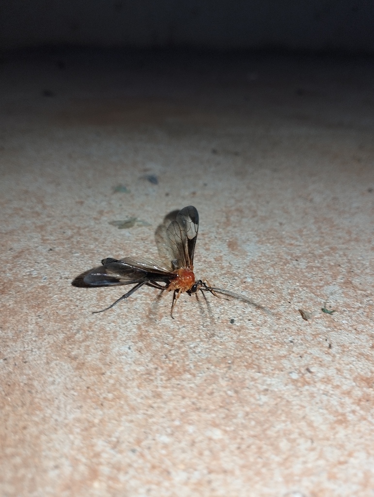 Thyreodon rufothorax