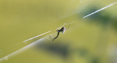 Leucauge volupis