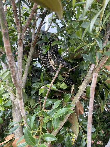 Diamond Python sighting