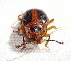 Epipocus cinctus