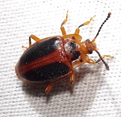 Epipocus cinctus