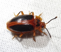 Epipocus cinctus