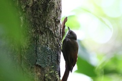 Sittasomus griseicapillus image