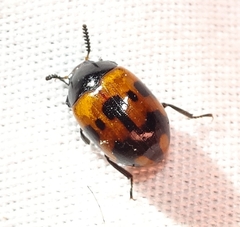 Diaperis nigronotata