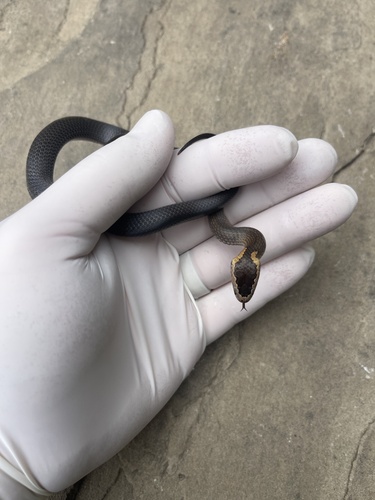 Golden-crowned Snake sighting