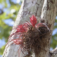 Kegel's Airplant (Tillandsia kegeliana)