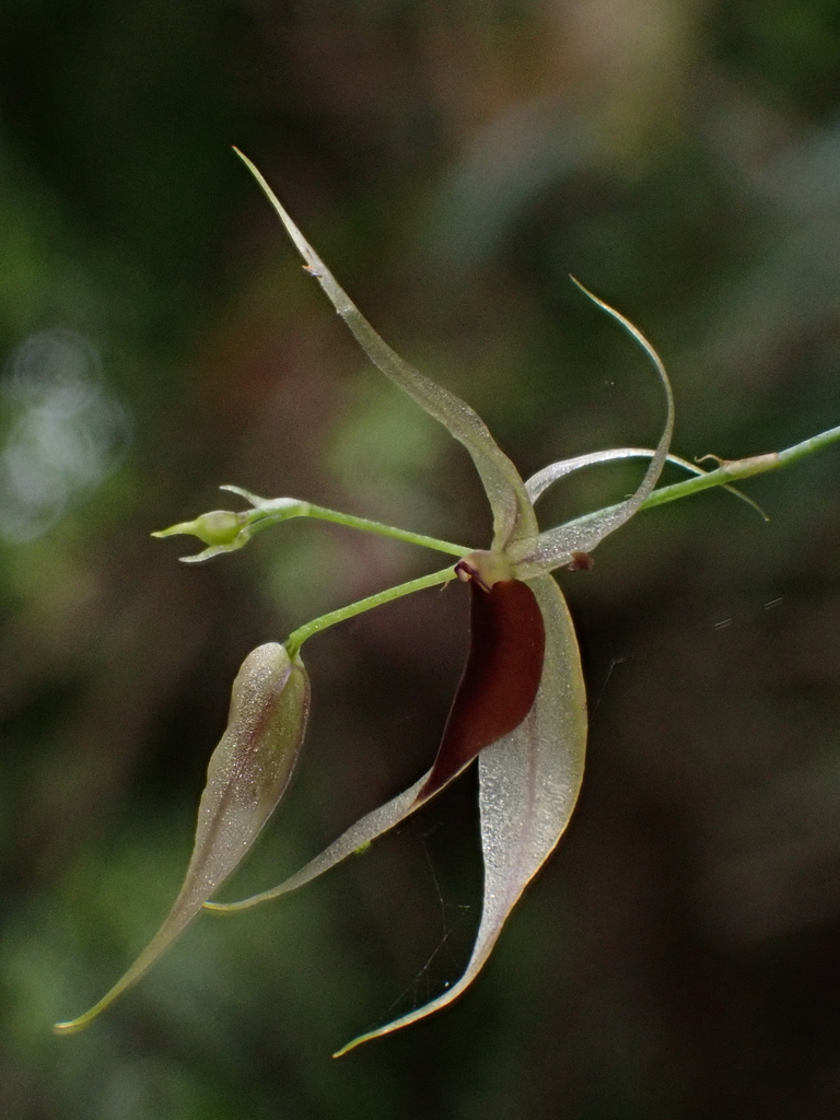 Platystele hirtzii