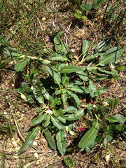 Rumex crassus
