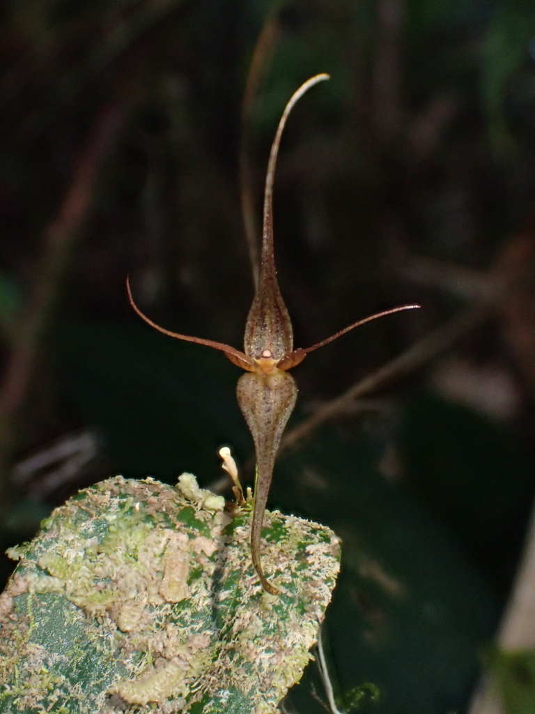 Pleurothallis quadricaudata