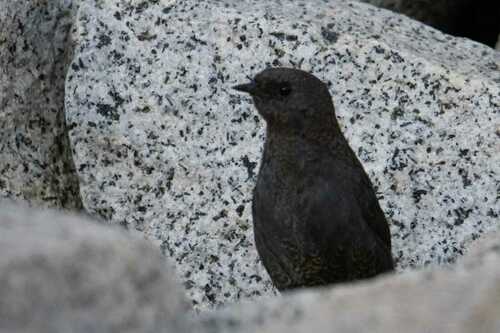 Dusky Tapaculo