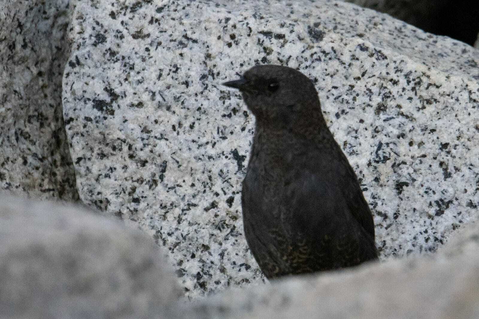 Dusky Tapaculo (Scytalopus fuscus), photo 2